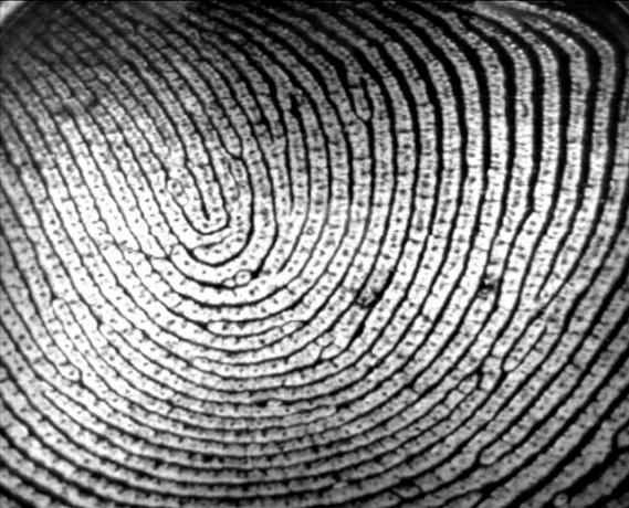 क्या iPhone 5S फिंगरप्रिंट स्कैनर चोरी की संभावना को बढ़ाता है? fingerprint1